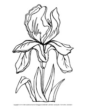 Ausmalbild-Iris.pdf